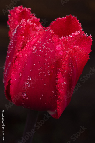 red tulip with water drops