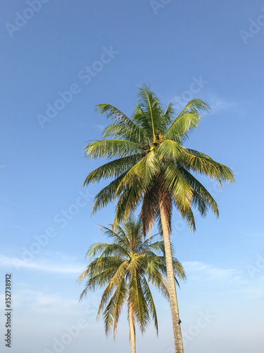 On the beach there is a light coconut tree in the midst of the earth