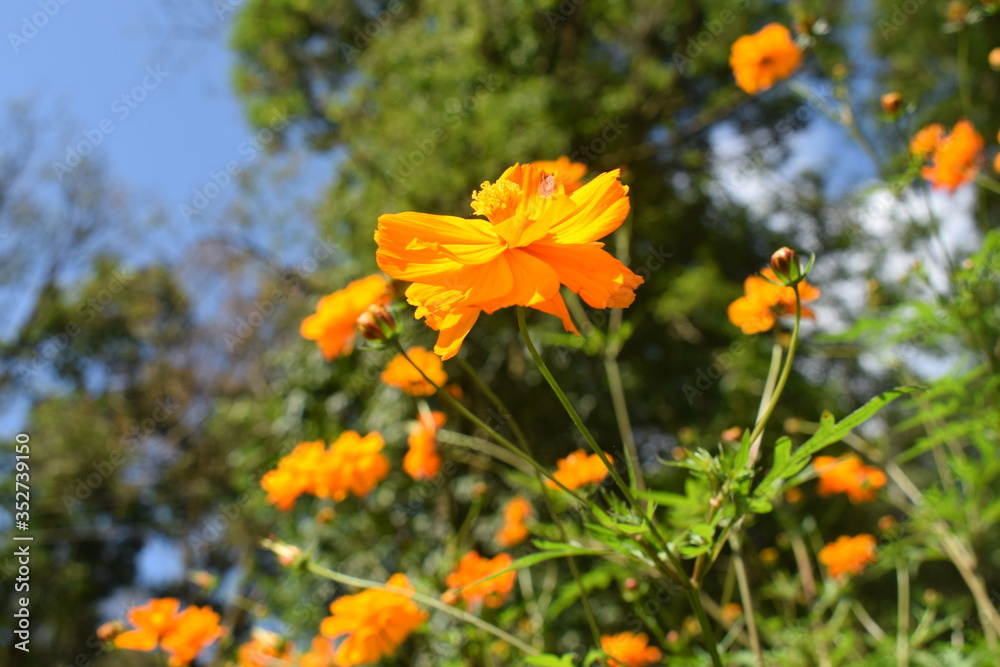 Yellow wild flowers are blooming in east sikkim