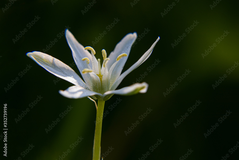 Fototapeta premium white flower on blue background