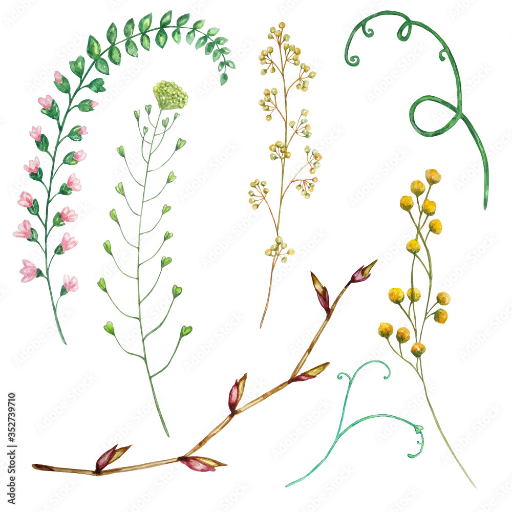 watercolor set of field branches with leaves and flowers