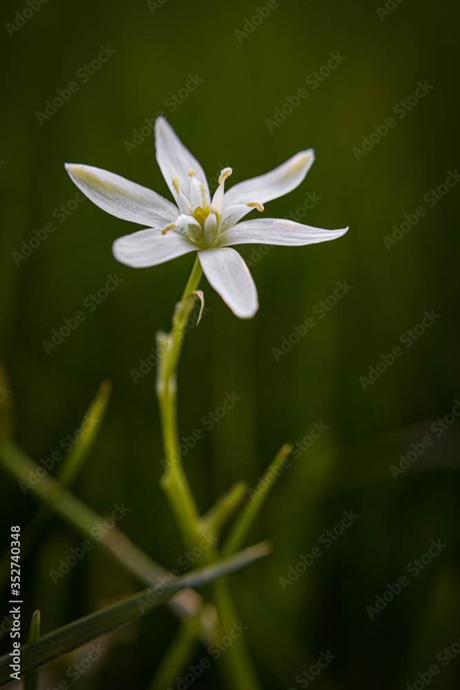 white flower in the morning