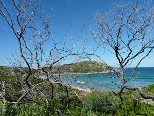 Fototapeta Naklejka Na Ścianę i Meble -  tree on the beach