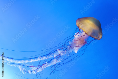 Photography Orange jellyfish (Chrysaora fuscescens or Pacific sea nettle) in blue ocean wate