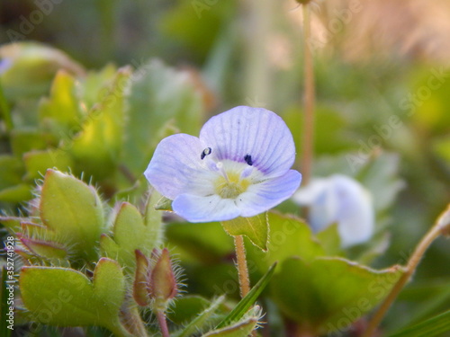 blue and white flowers