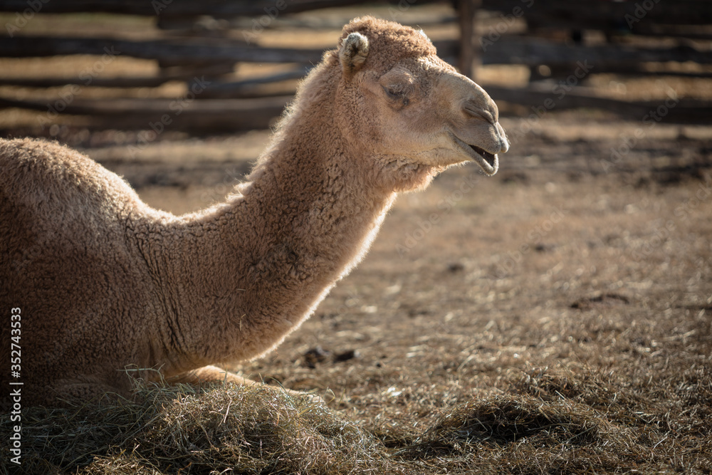 Obraz premium Adult Camel sitting on the Ground on Hay, Close-up Portrait