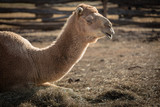 Adult Camel sitting on the Ground on Hay, Close-up Portrait