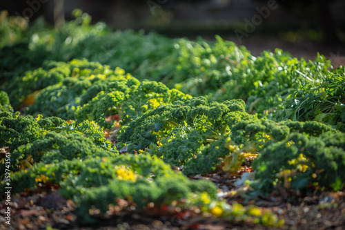 Green Cabbage Leafs on a Farm Field in Sunlight