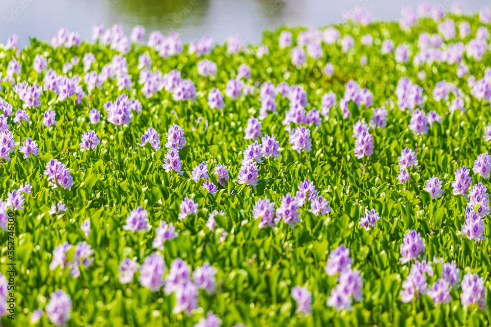 Common water hyacinth blossom, a sea of flowers in Hong Kong Common water hyacinth blossom, a sea of flowers in Hong Kong