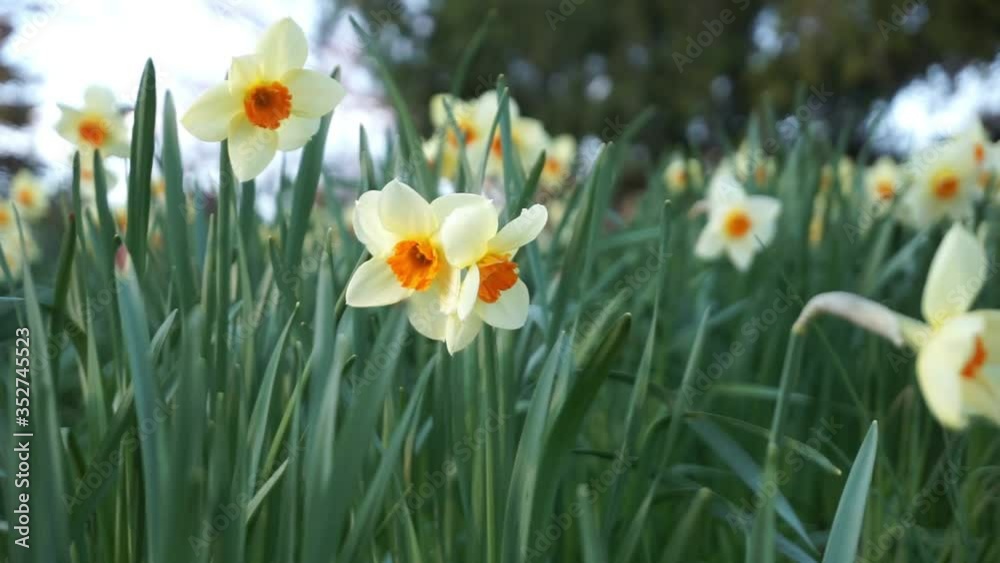 Video of yellow daffodils in a light breeze Video of yellow daffodils in a light breeze