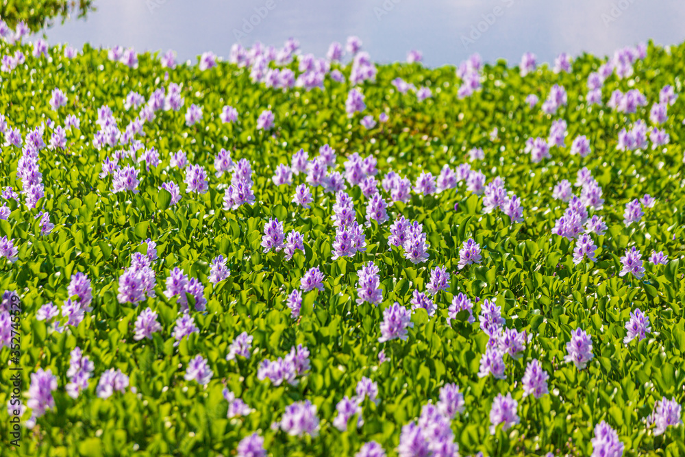 Common water hyacinth blossom, a sea of flowers in Hong Kong Common water hyacinth blossom, a sea of flowers in Hong Kong