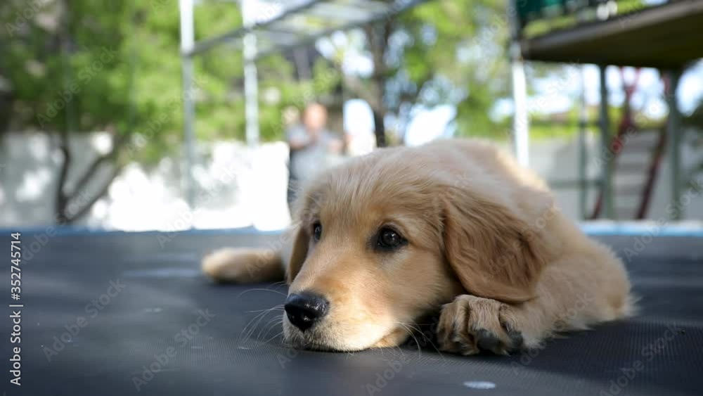Cute golden retriever young puppy looking adorable, camera closeup Cute golden retriever young puppy looking adorable, camera closeup
