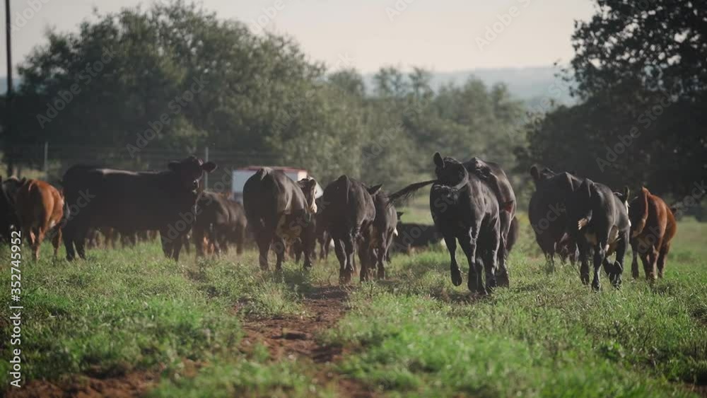 Herd of cows running toward feed truck in slow motion in open green pasture on cattle ranch Herd of cows running toward feed truck in slow motion in open green pasture on cattle ranch