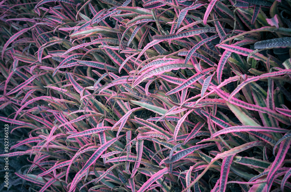 Natural background of beautiful purple and dark green Cryptanthus or Earth Star, Outdoors plants with a stripe that use to decorate the garden. (Cryptanthus spp.) Natural background of beautiful purple and dark green Cryptanthus or Earth Star, Outdoors plants with a stripe that use to decorate the garden. (Cryptanthus spp.)
