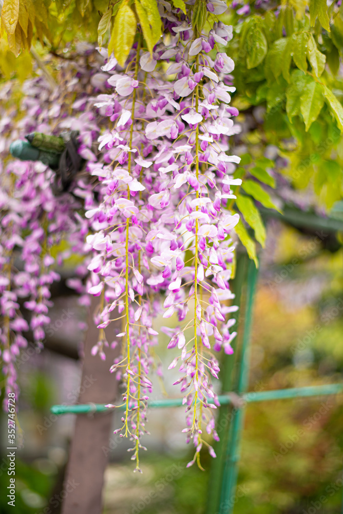 Obraz premium 藤の花