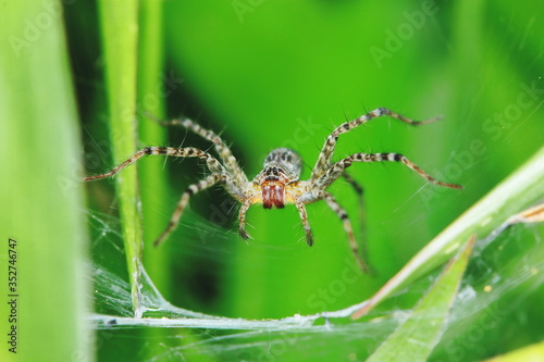 Macro Photography of Jumping Spider on Green Leaf for background © changephoto