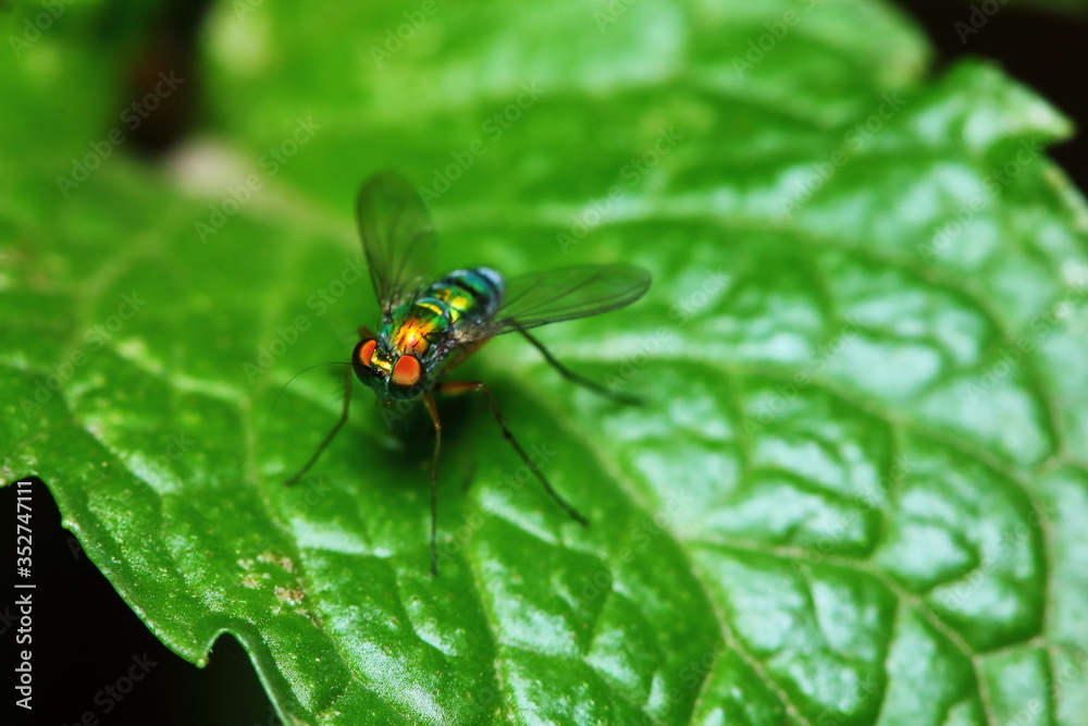 Small fly insects in macro photography on background Small fly insects in macro photography on background