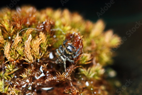 Macro Photography of Jumping Spider on old moss in nature for background