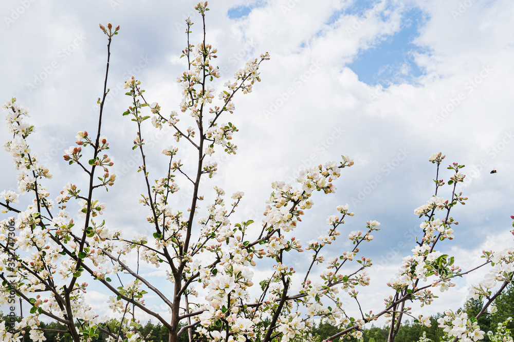 Blossoming of a young apple tree in a field in May Blossoming of a young apple tree in a field in May