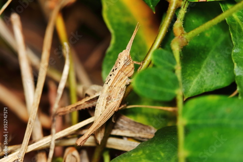 insect grasshopper is masked among green leaves in sunny for background