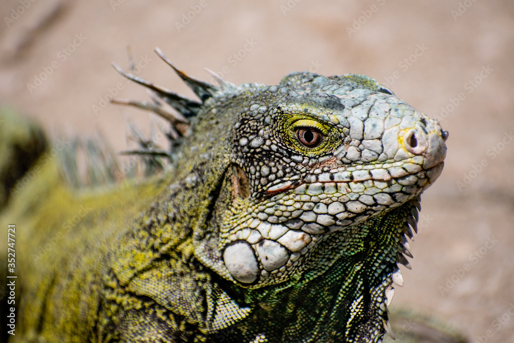 Iguana head from one side, green with spines on its back. Close up Iguana head from one side, green with spines on its back. Close up
