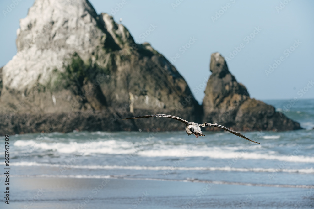 Seagull Flying to Sea Rock