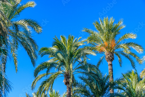 Palm trees in a city park. Elche  province of Alicante. Spain