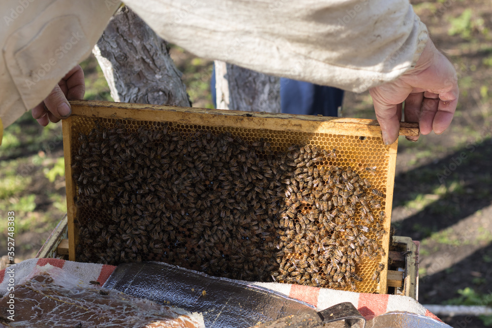 A beekeeper inspects the frame at the apiary. Beehives with bees. Close up view of the opened hive body showing the frames populated by honey bees. Apiary A beekeeper inspects the frame at the apiary. Beehives with bees. Close up view of the opened hive body showing the frames populated by honey bees. Apiary
