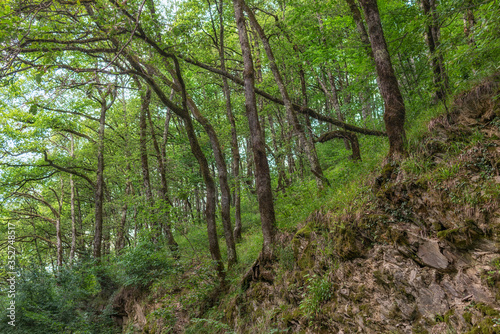 The thick of the green forest on a cloudy day.