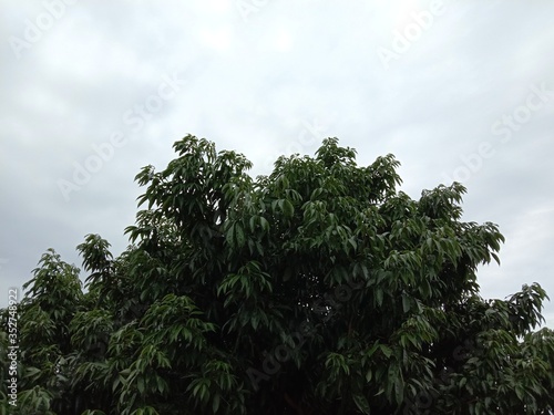 scenery and shadow of the top of the tree in the sky