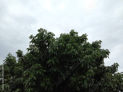 scenery and shadow of the top of the tree in the sky
