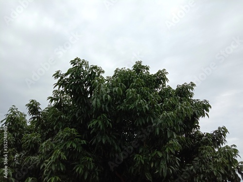 scenery and shadow of the top of the tree in the sky