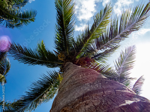 Healthy palm tree from below with a bright blue sky during a beautiful day in Riviera Maya  Mexico.