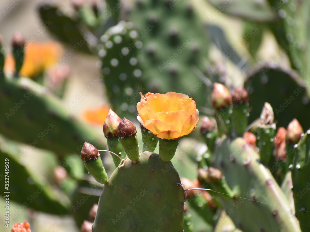 Blossoming cacti in the mountains by the sea Blossoming cacti in the mountains by the sea