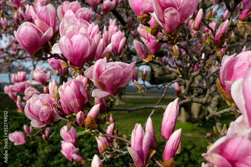 Cherry Blossoms at the Tidal Basin  Washington DC