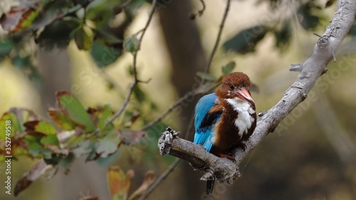 beautiful kingfisher.