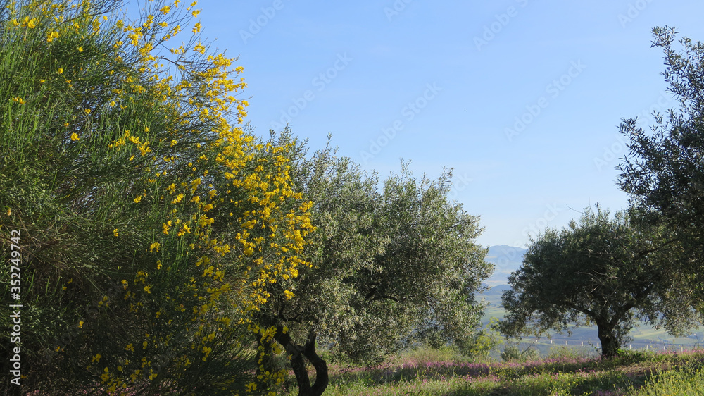 Yellow broom shrub in olive grove