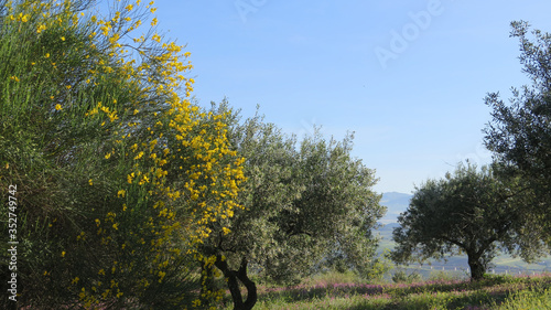 Yellow broom shrub in olive grove
