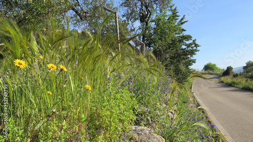 Plants on roadside verge