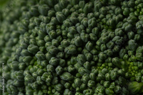 fresh green broccoli texture macro close up - detail of brocoli .veganism concept