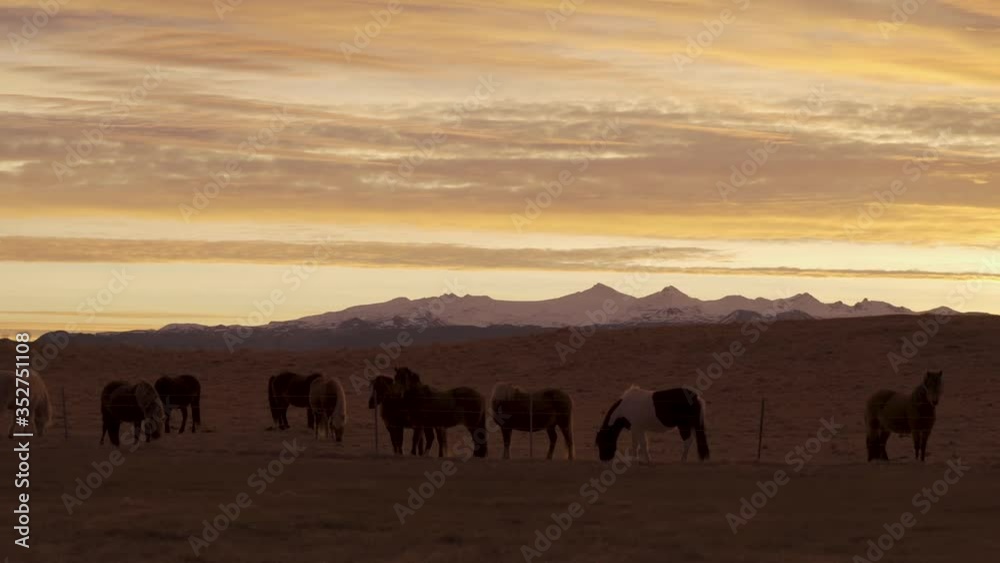 Pan of Horses in a Field During Golden Sunset With Snowy Mountains in Background Pan of Horses in a Field During Golden Sunset With Snowy Mountains in Background