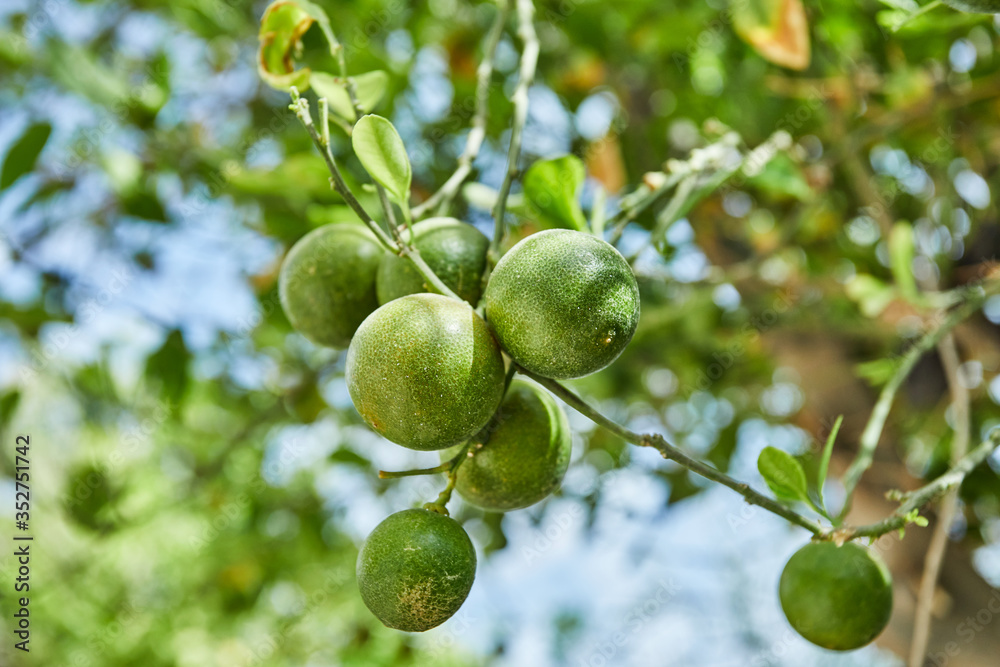 Beautiful and fresh green unripe tangerines on a branch in the summer against the blue sky