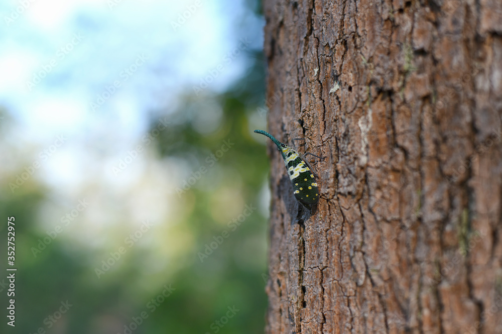 Insects (Pyrops candelaria) or The elephant trunk beetle has a yellowish green color as the point is found by branches on the tree. Lanternflies, FULGORID PLANTHOPPERS ,Lantern Bugs (Planthopper). Insects (Pyrops candelaria) or The elephant trunk beetle has a yellowish green color as the point is found by branches on the tree. Lanternflies, FULGORID PLANTHOPPERS ,Lantern Bugs (Planthopper).