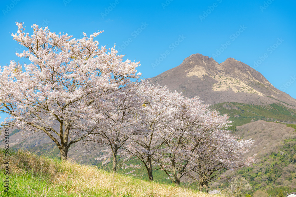 由布岳と桜