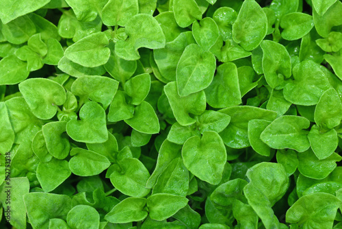 Top view Watercress or nasturtium officinale organic growing in the vegetable garden plant green leaf texture background/ Fresh watercress salad and herb for being ingredient of healthy cooking food.