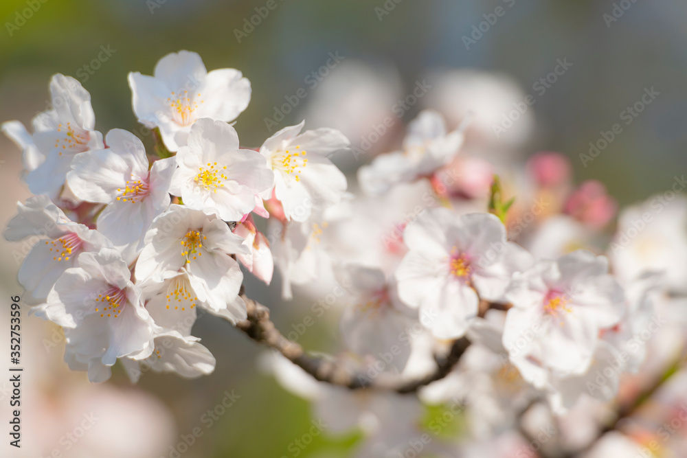 満開の桜　朝　クローズアップ