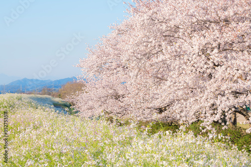 満開の桜 早朝 河川敷