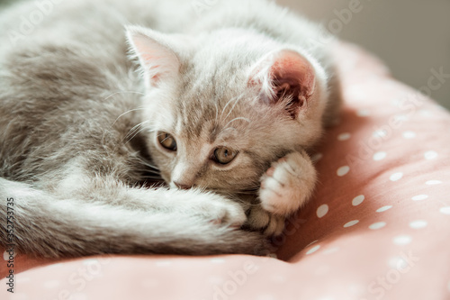 Сute kitten resting on a pillow.Scottish cat.Close-up view