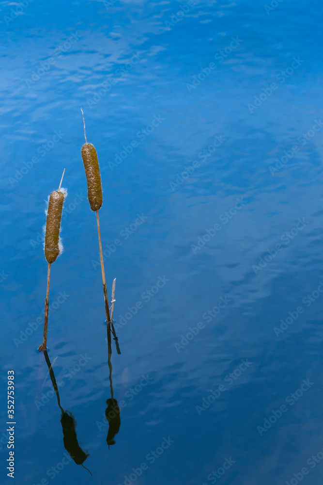 Rohrkolben im Teich Stock Photo Adobe Stock