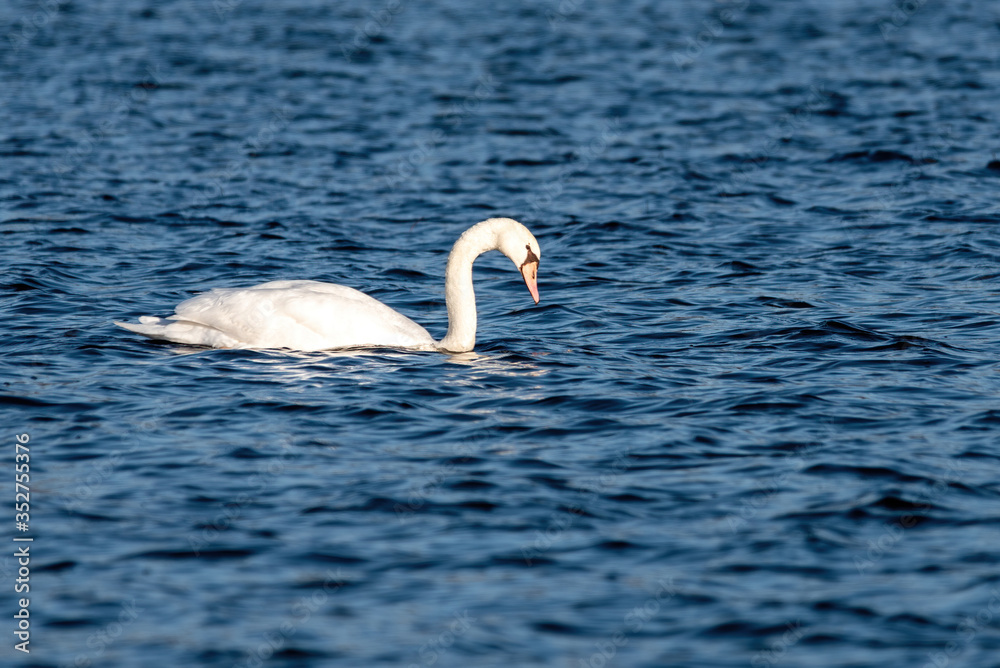 Fototapeta premium Mute Swam